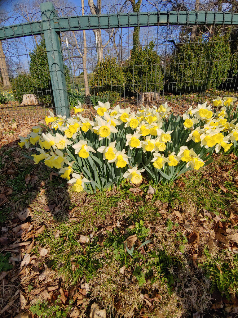 Spring Has Finally Come! – Celtic Tides/Celtic Corner